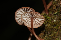 Mycena kurramulla