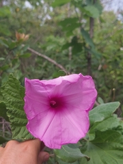 Ipomoea jalapa