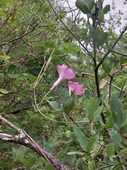 Ipomoea jalapa