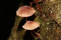 Mycena kurramulla