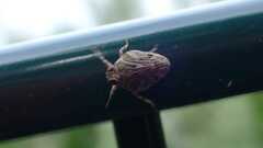 Issus coleoptratus