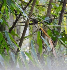 Stephanoxis loddigesii