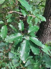 Quercus runcinatifolia