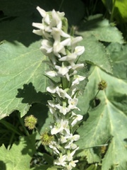 Platanthera dilatata