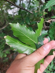 Quercus runcinatifolia