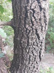 Quercus runcinatifolia
