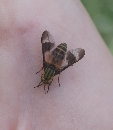 Gemeni Deer Fly photo 5