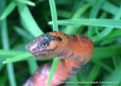 Atractus crassicaudatus