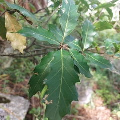 Quercus runcinatifolia