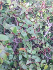 Berberis gracilis