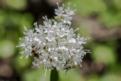 Valeriana sitchensis