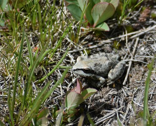 iNaturalist observation photo of Pacific chorus frog
