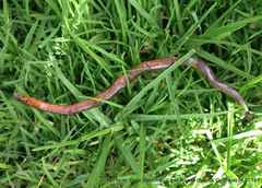 Atractus crassicaudatus