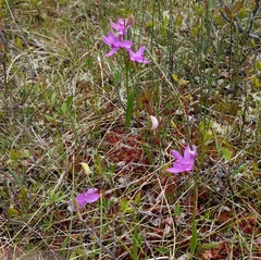Calopogon tuberosus tuberosus
