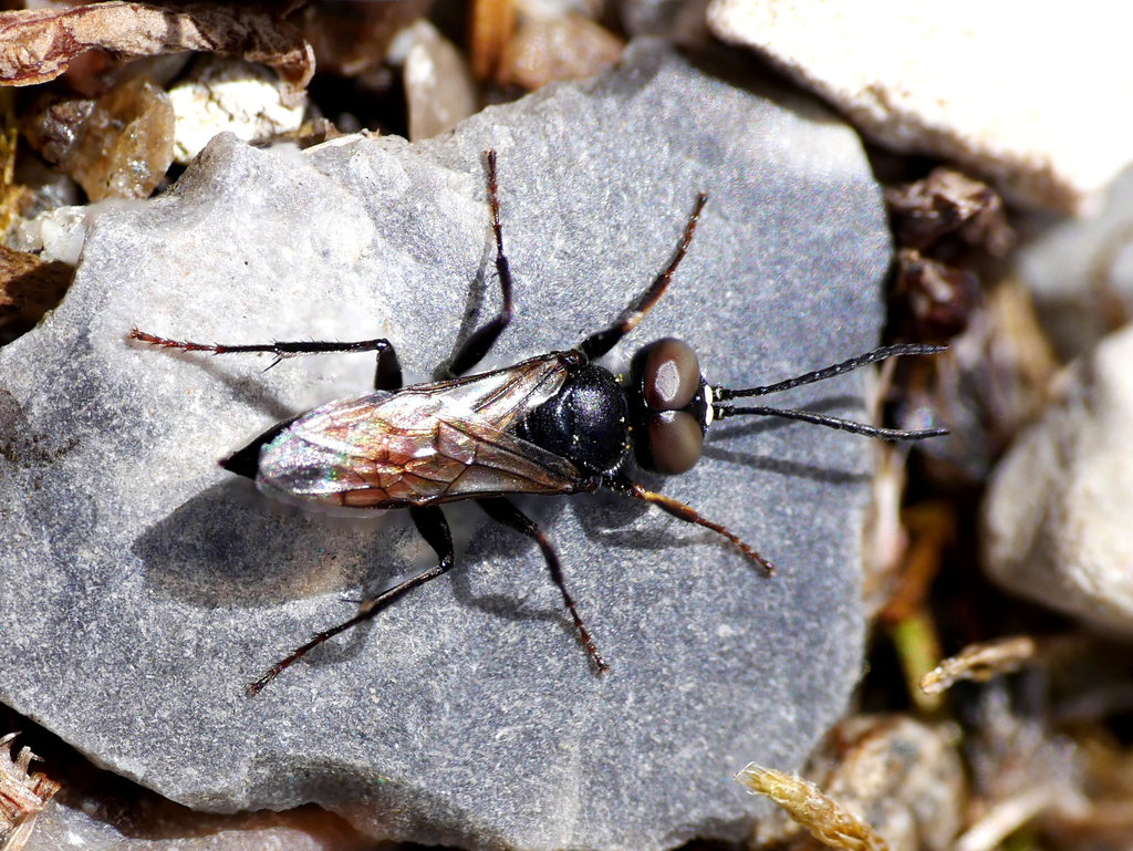 Dryudella pinguis