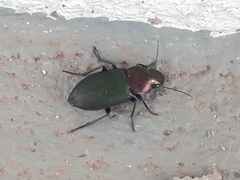 Neoaulacoryssus speciosus