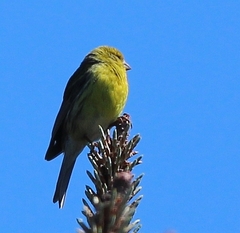 Serinus canaria canaria