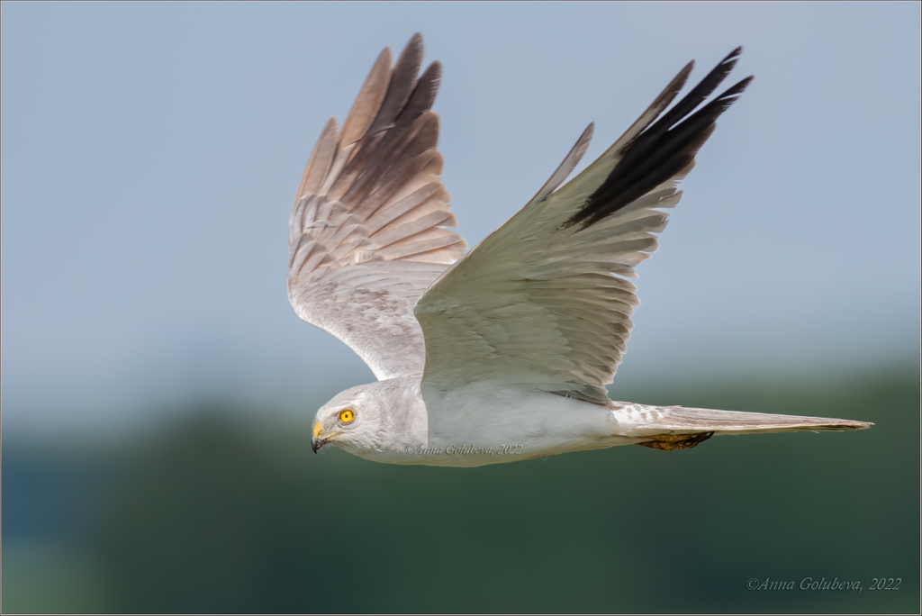 Pallid Harrier photo