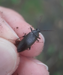 Capnochroa fuliginosa