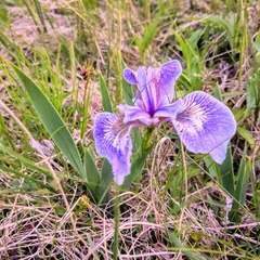 Iris hookeri