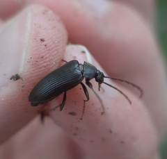 Capnochroa fuliginosa