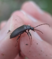Capnochroa fuliginosa