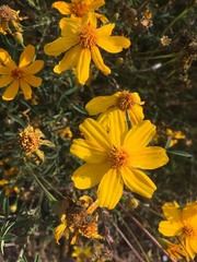 Tagetes lemmonii