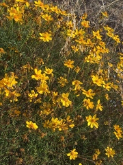 Tagetes lemmonii