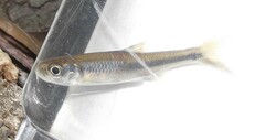 Notropis heterolepis