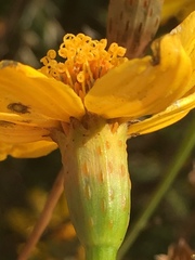 Tagetes lemmonii
