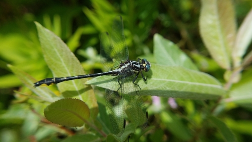 Rapids Clubtail photo 3