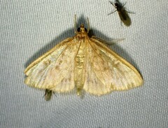 Framinghamia helvalis