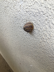 Cornu aspersum