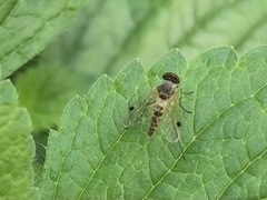 Chrysopilus modestus
