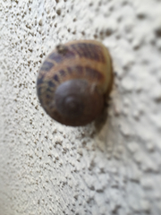 Cornu aspersum