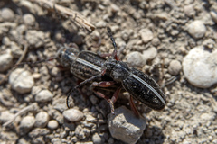 Dorcadion cinerarium