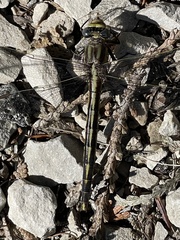 Arigomphus cornutus
