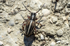 Dorcadion cinerarium