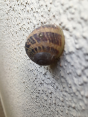 Cornu aspersum