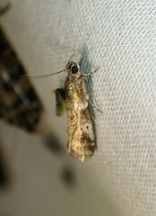 Acrobasis vaccinii