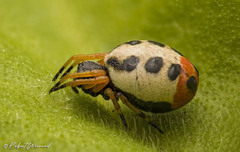 Araneus coccinella