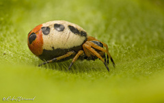 Araneus coccinella