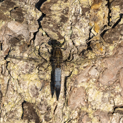 Orthetrum cancellatum