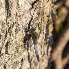 Orthetrum cancellatum