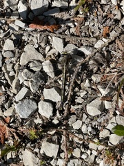 Arigomphus cornutus