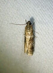 Acrobasis vaccinii