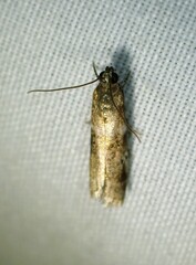 Acrobasis vaccinii