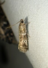 Acrobasis vaccinii