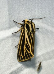 Apantesis virguncula