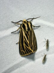 Apantesis virguncula